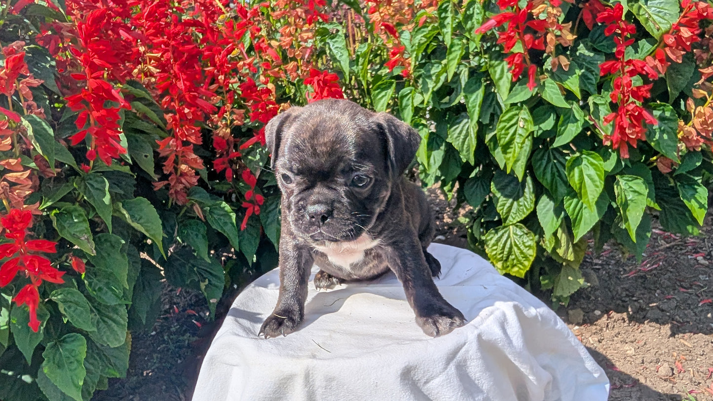 FRENCHTON (06/25) FEMALE