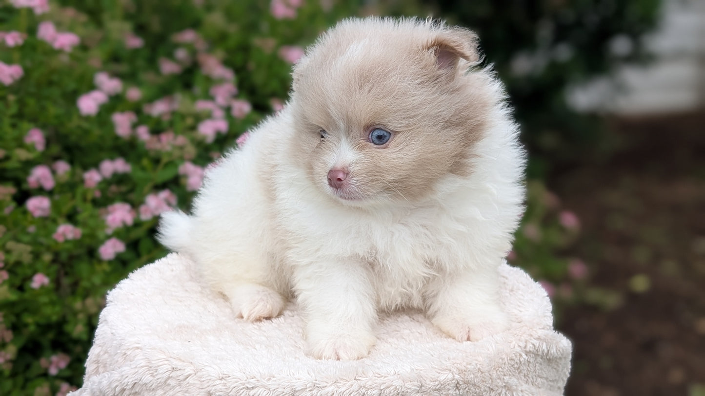 POMERANIAN (04/22) MALE