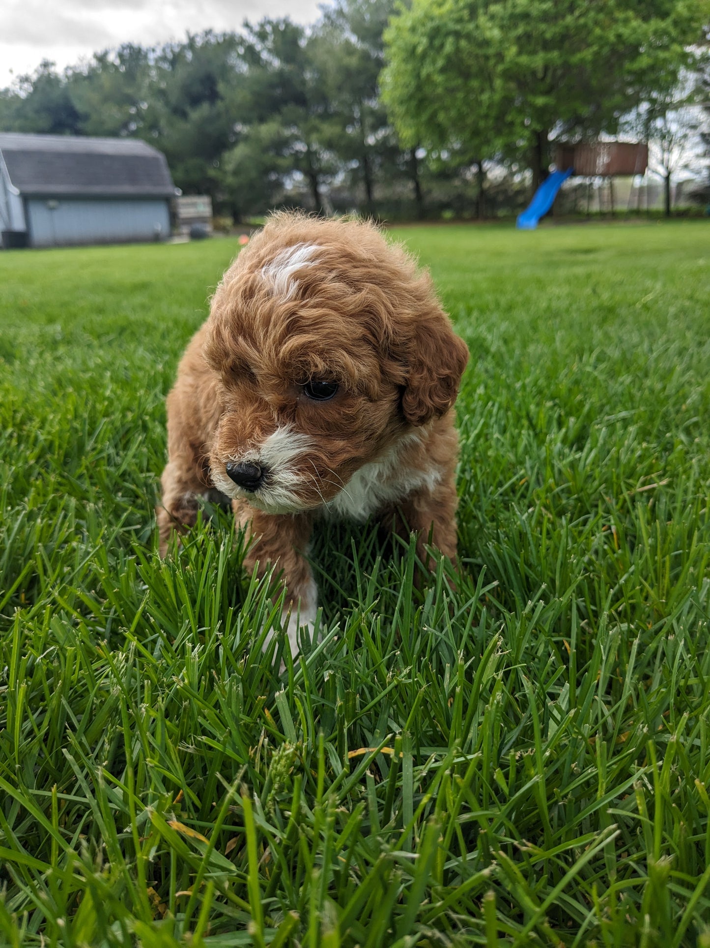 MINI GOLDENDOODLE (03/20) FEMALE