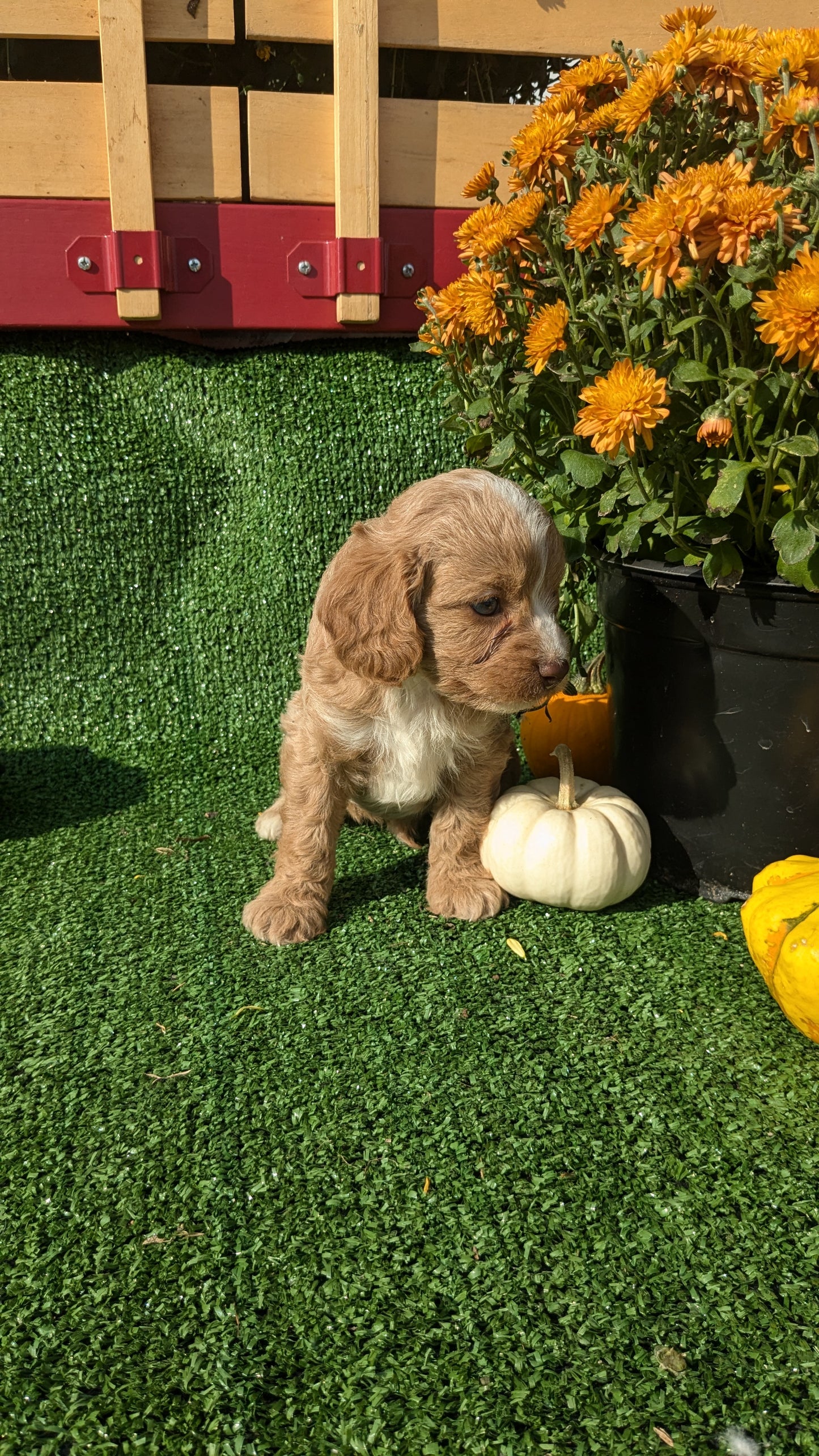 CAVAPOO (08/13) MALE