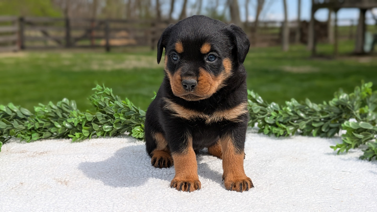 ROTTWEILER (03/18) FEMALE