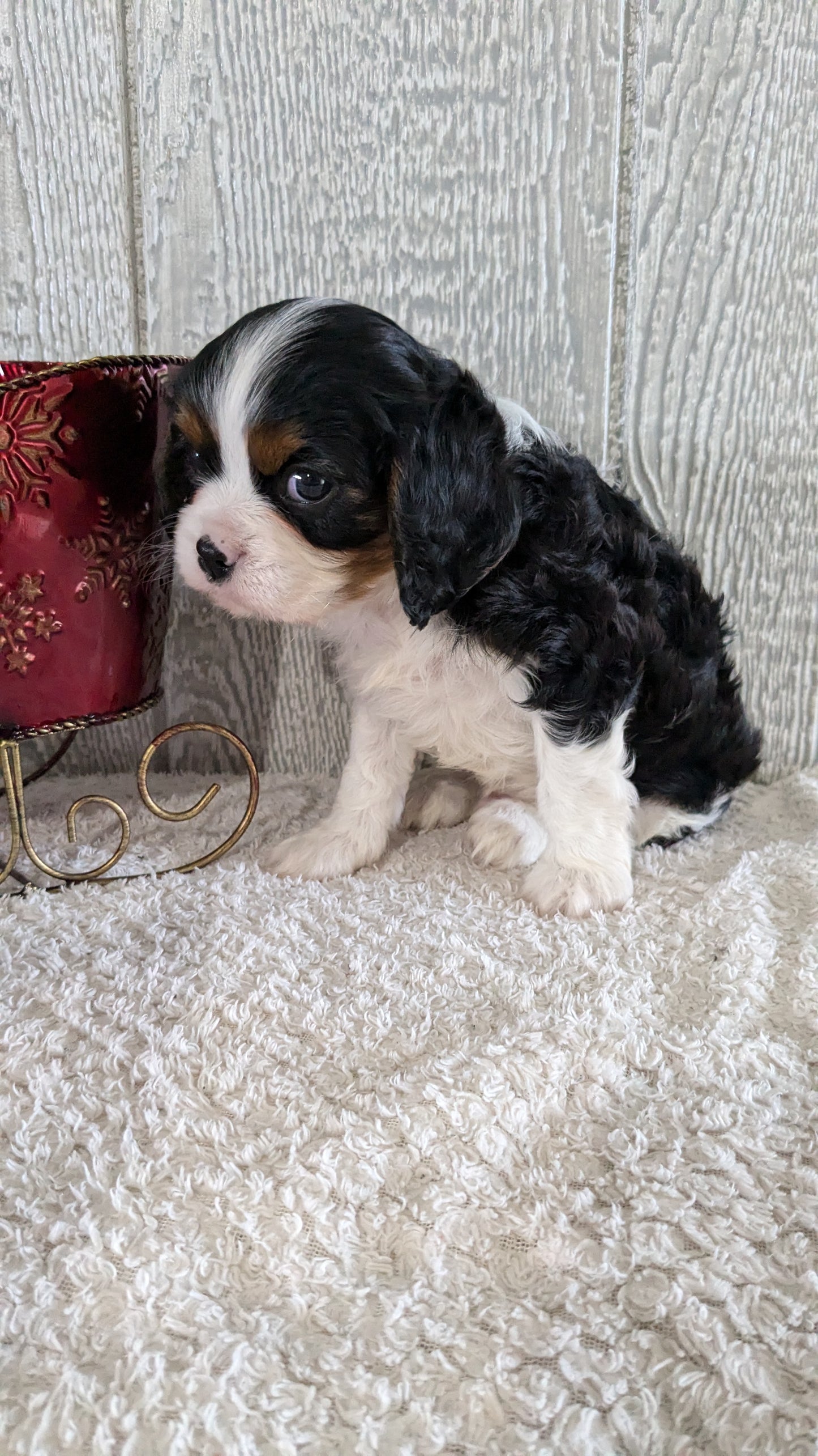 CAVALIER (09/12) MALE