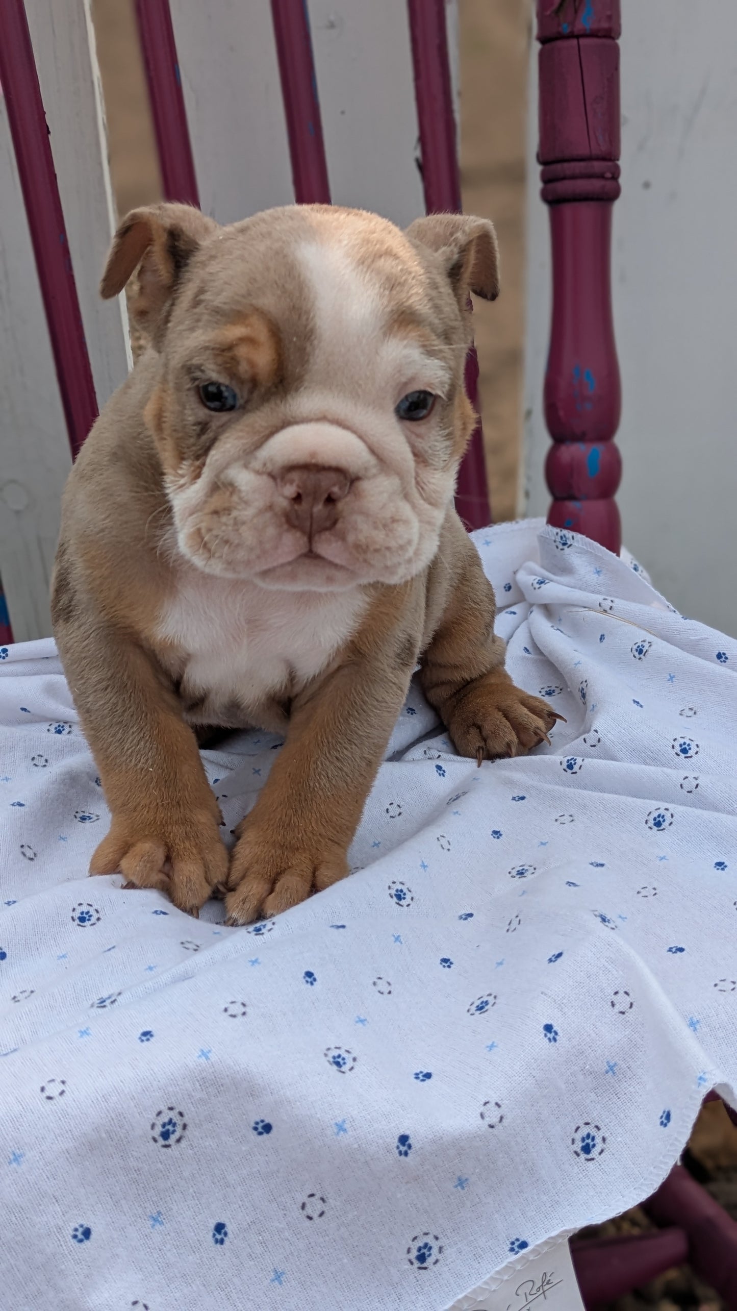 ENGLISH BULLDOG (04/18) MALE