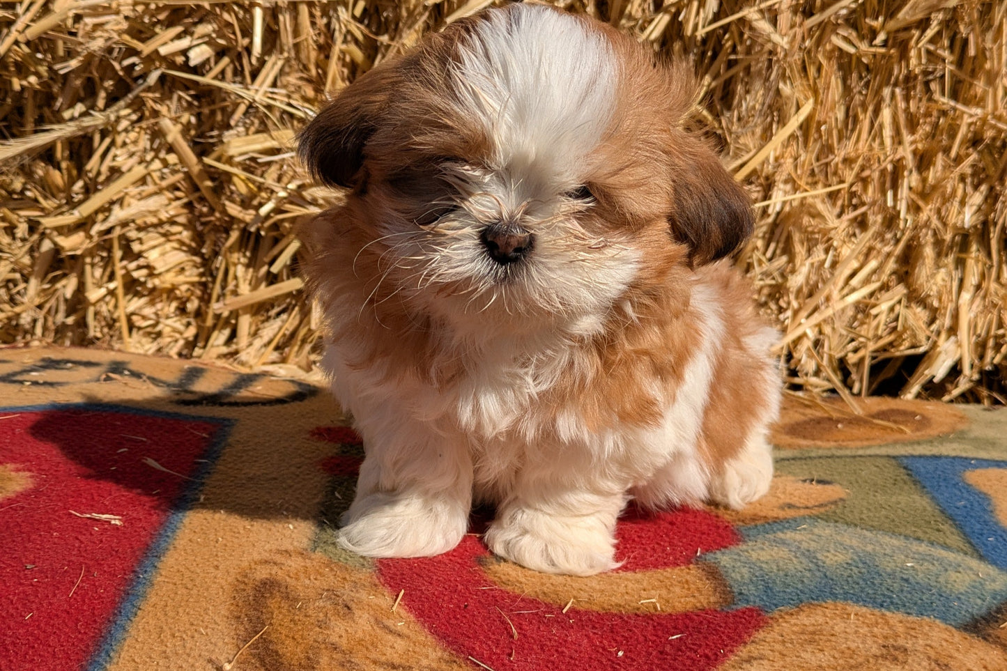 SHIH TZU (01/23) FEMALE