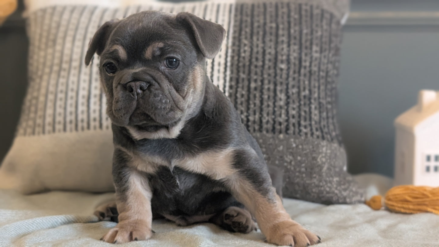 FRENCH BULLDOG (JAN 09) MALES