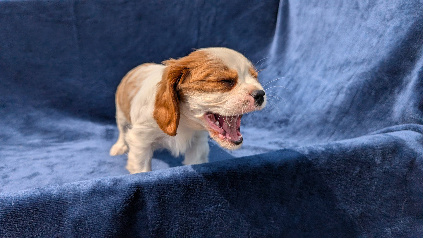 CAVALIER (05/19) MALE