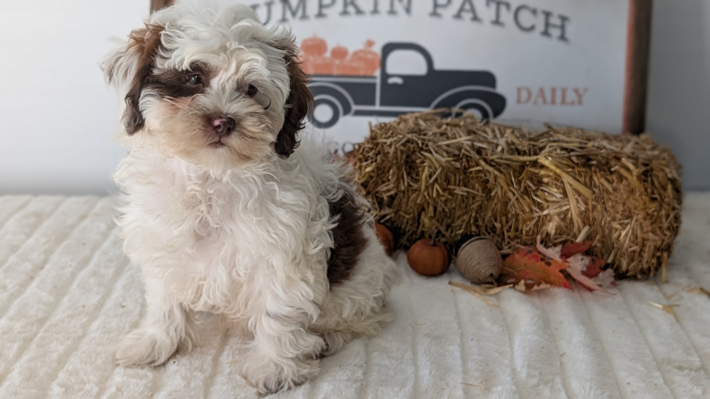 SHIHPOO (07/26) MALE