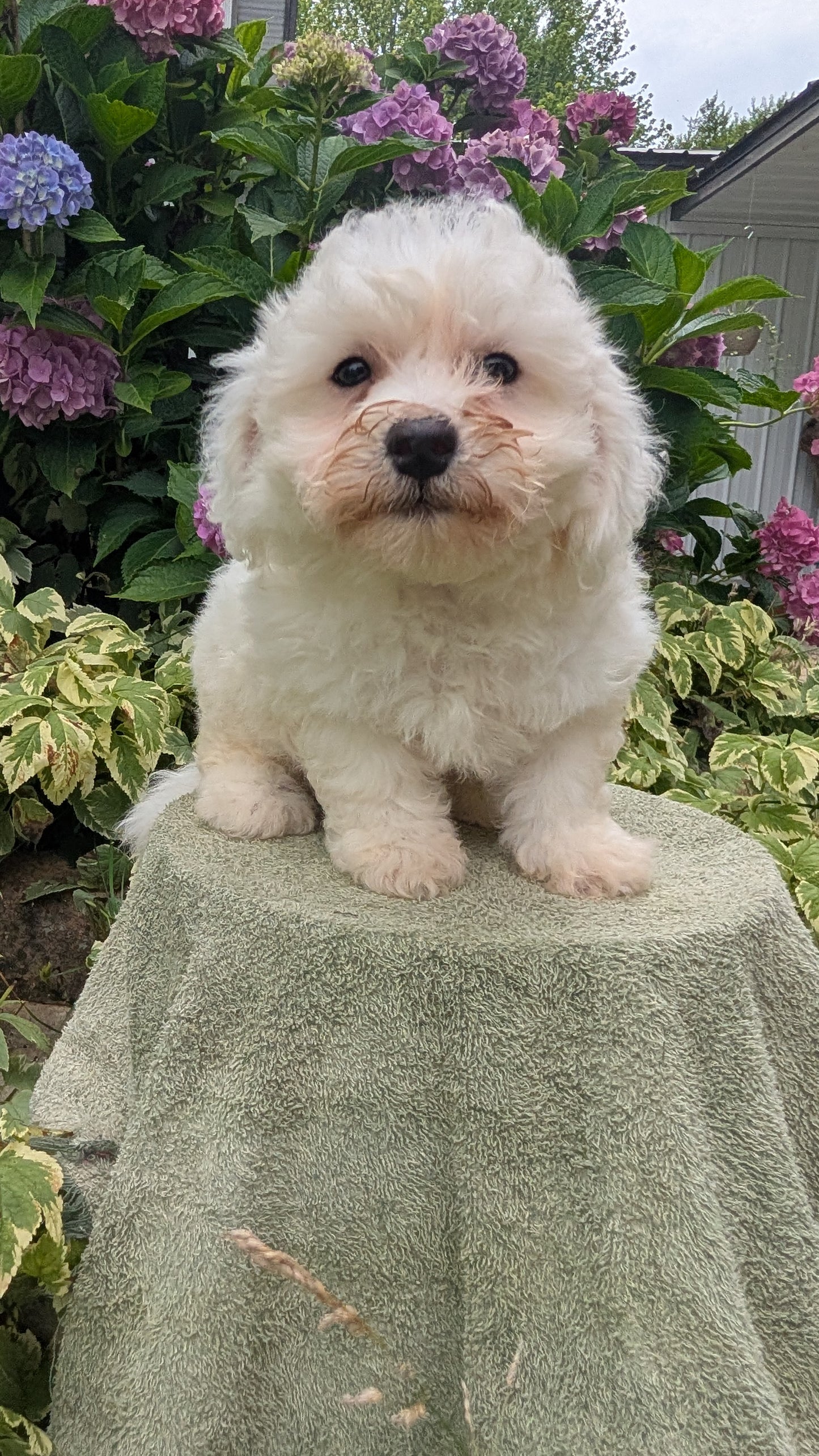 BICHON FRISE (06/19) MALE