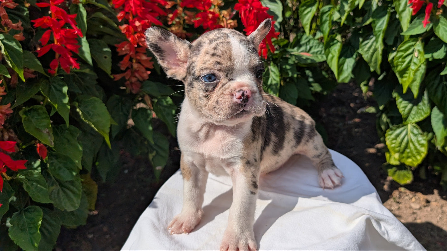 FRENCHTON (06/25) MALE