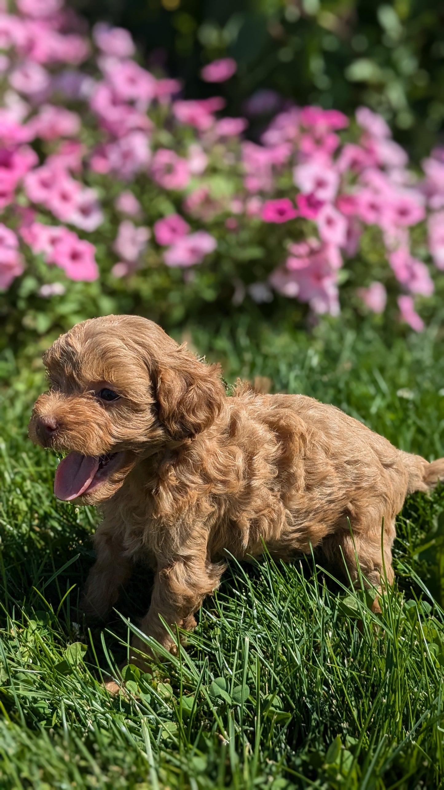 CAVAPOO (08/02) MALE