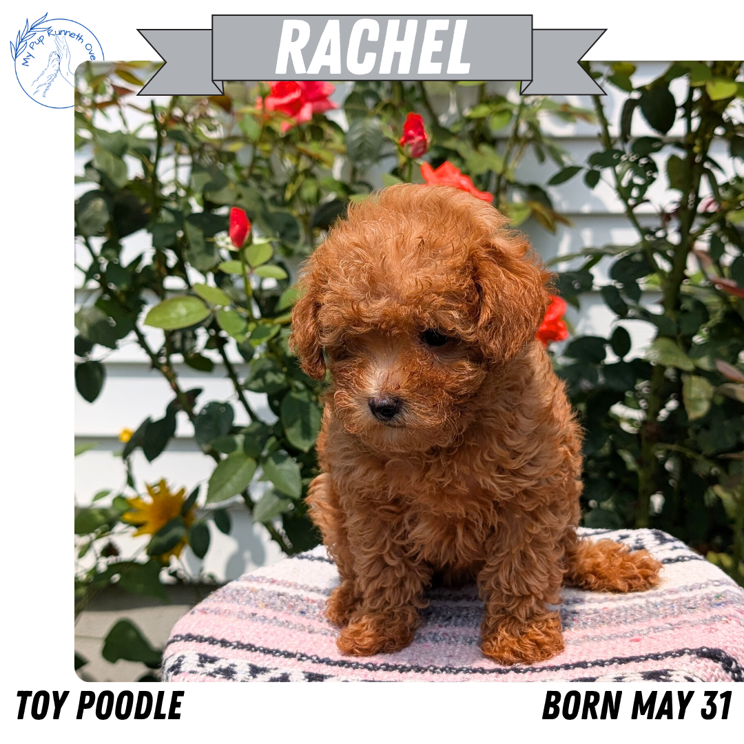 TOY POODLE (05/31) FEMALE