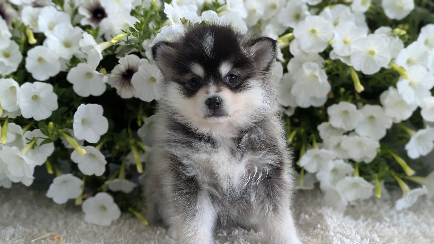 POMSKY (04/01) FEMALE