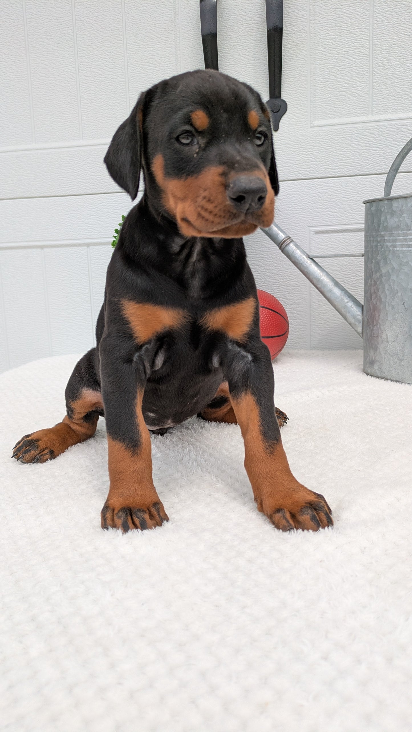 DOBERMAN PINSCHER (03/22) FEMALE