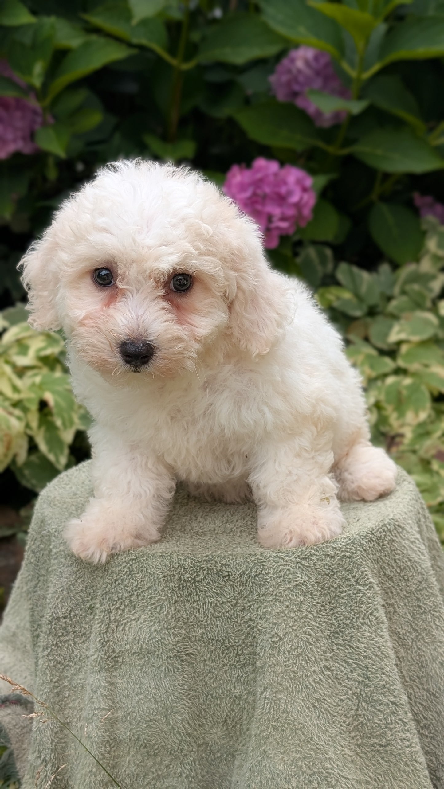 BICHON FRISE (06/19) FEMALE