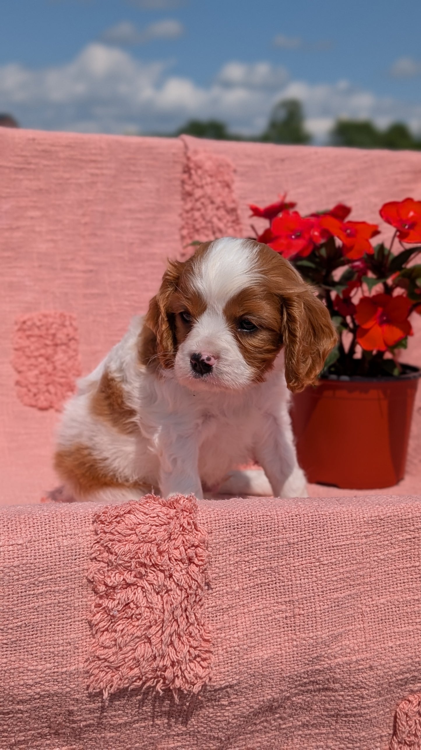 CAVALIER (05/06) MALE