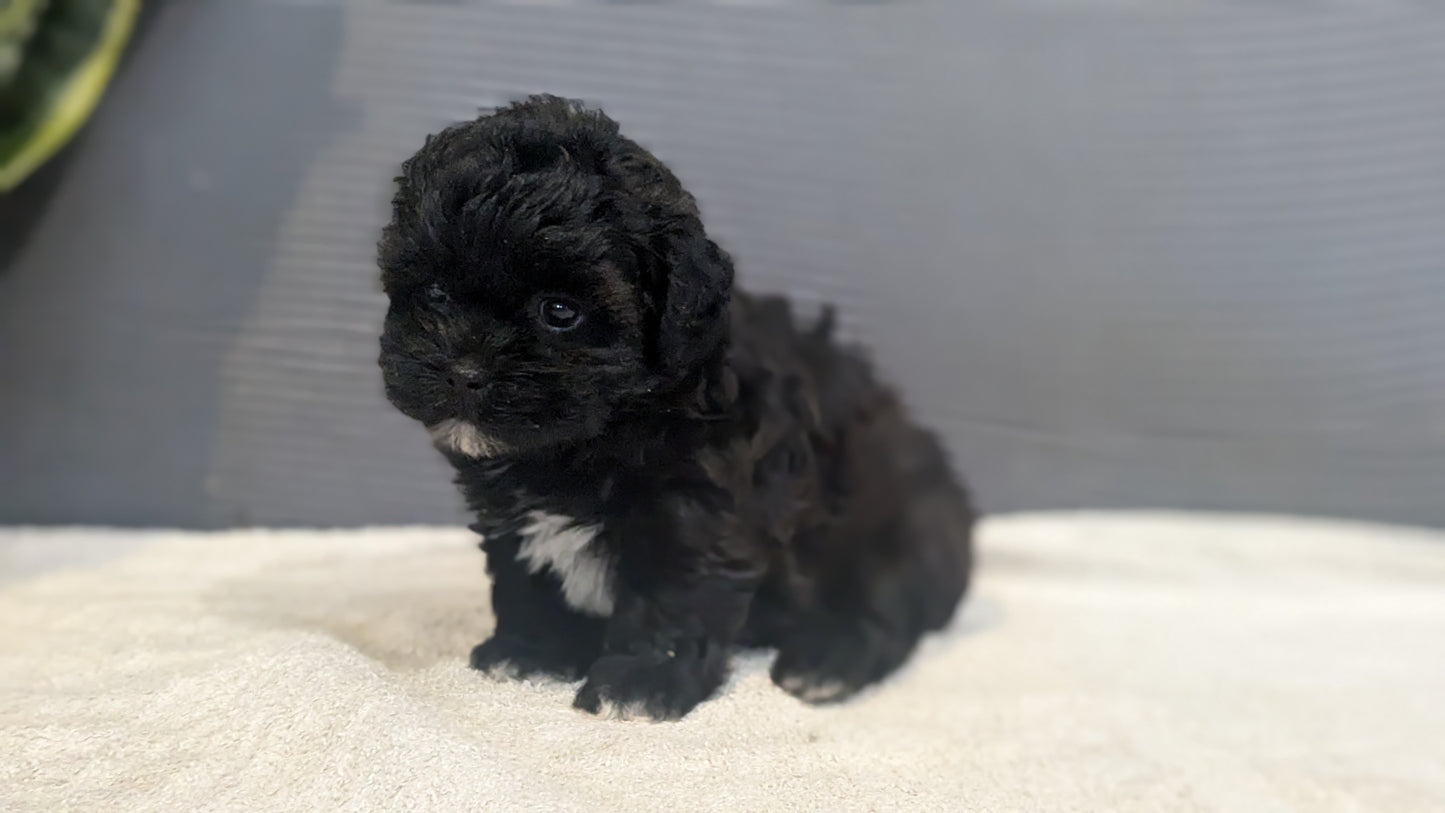 SHIH-POO (06/25) FEMALE