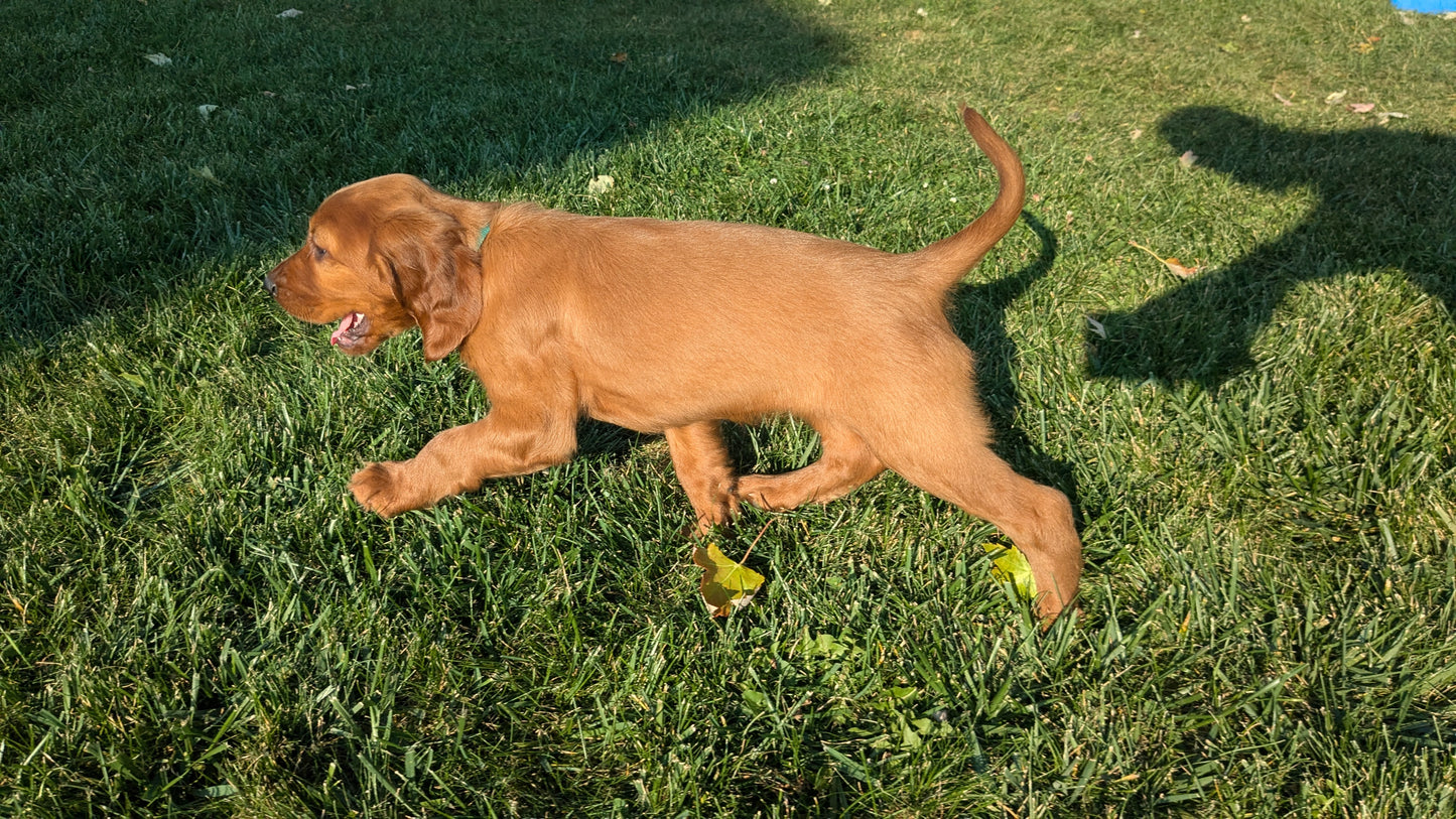 IRISH SETTER (07/20) FEMALE