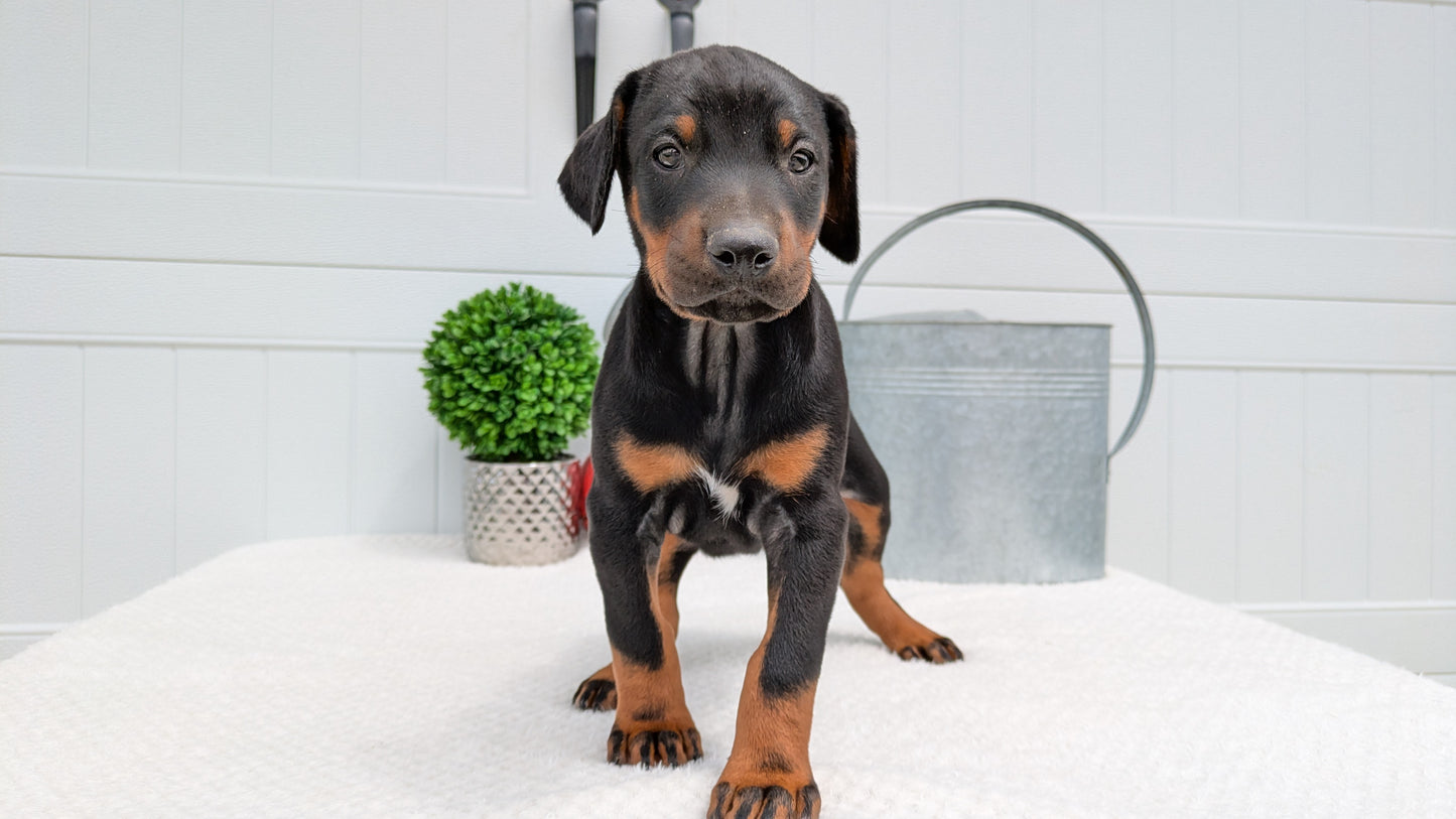 DOBERMAN PINSCHER (03/22) MALE