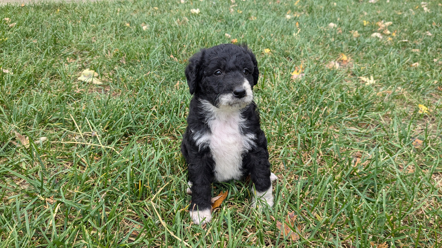 MINI BERNEDOODLE (09/24) FEMALE