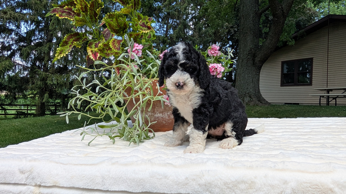 MINI BERNEDOODLE (06/11) FEMALE