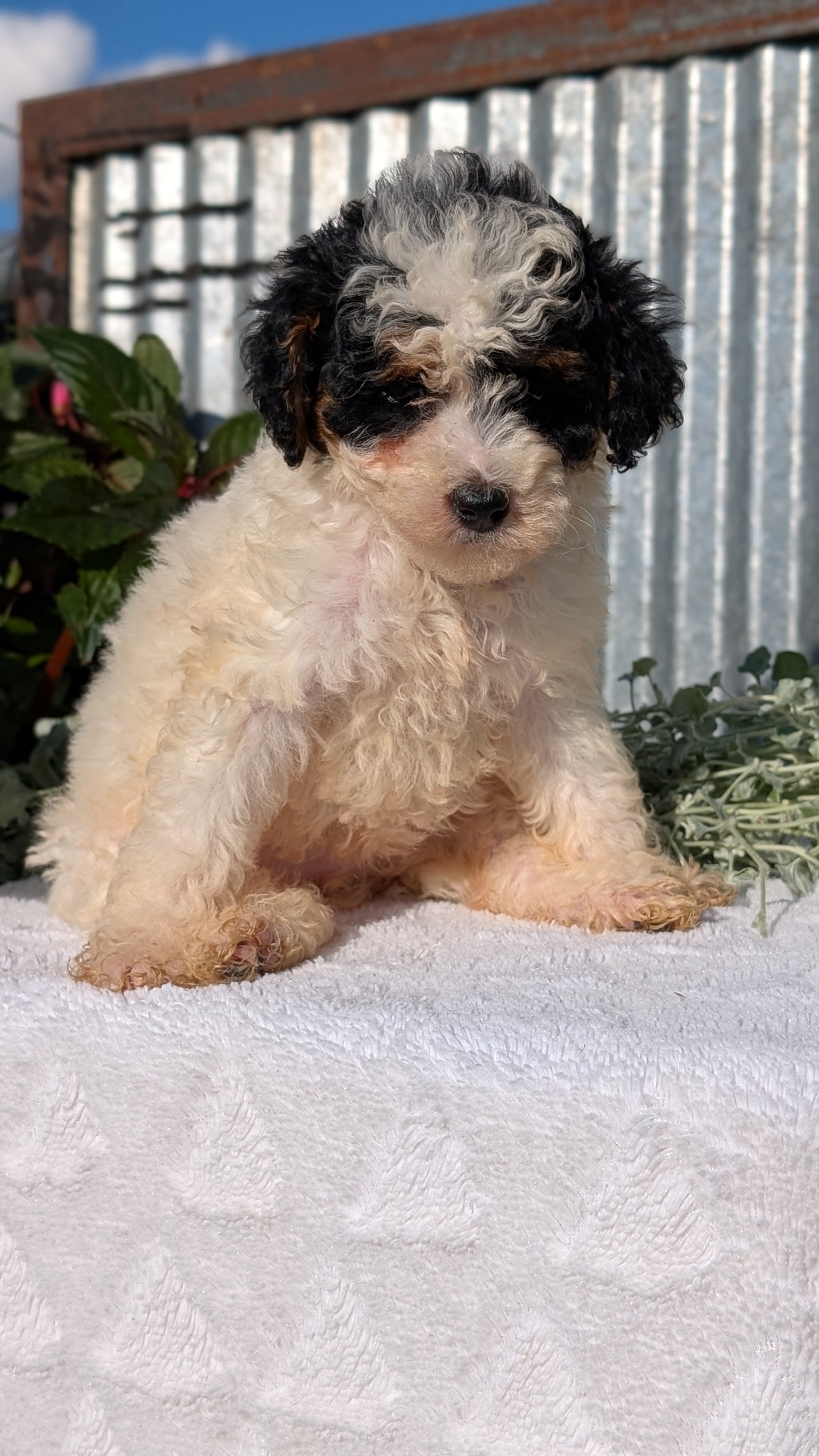 TOY POODLE (07/06) FEMALE