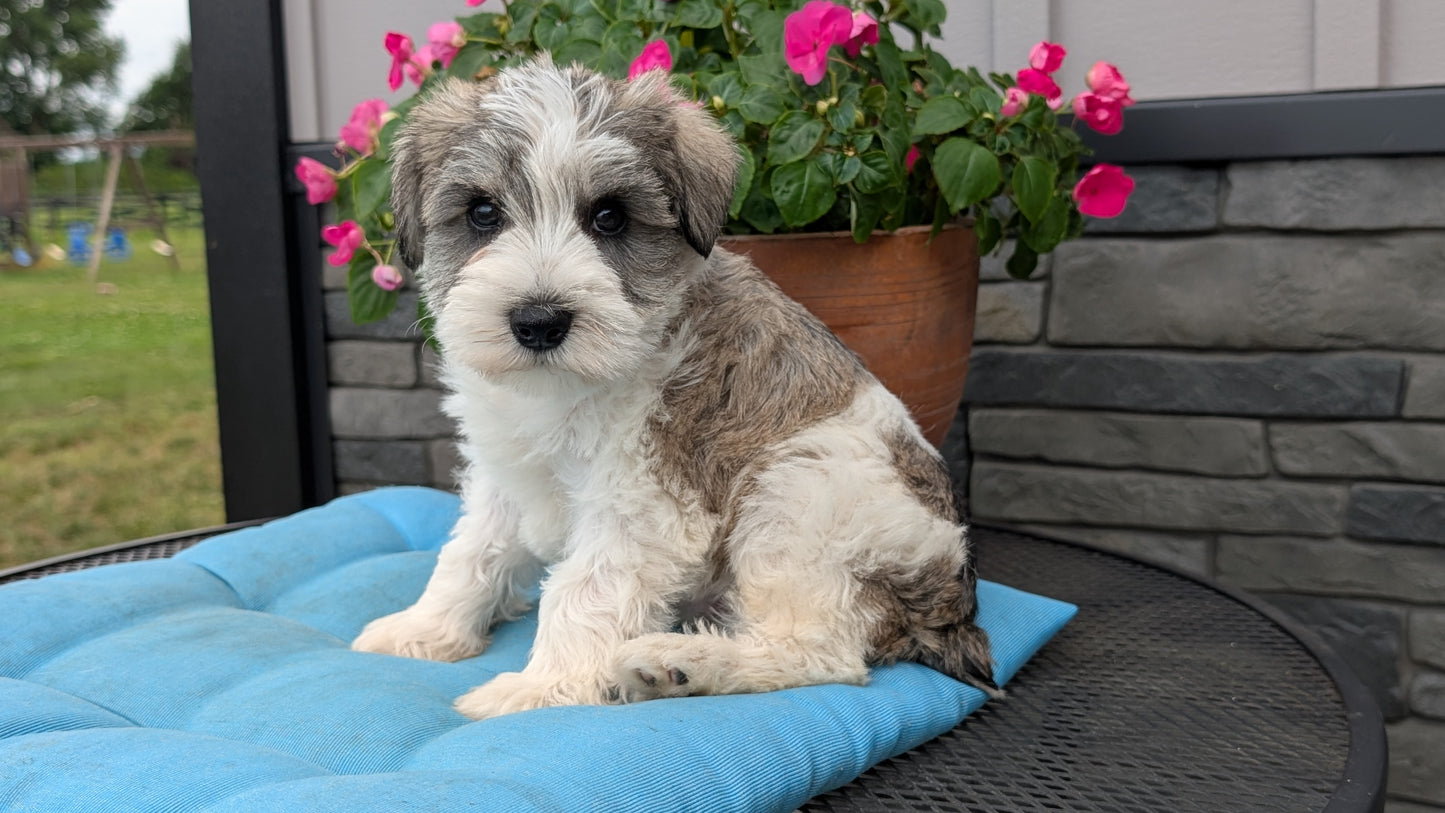 MINI SCHNAUZER (07/10) MALE