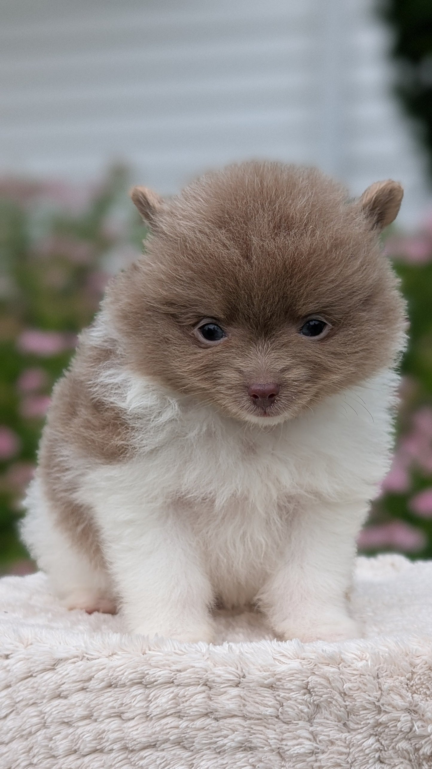 POMERANIAN (04/22) MALE