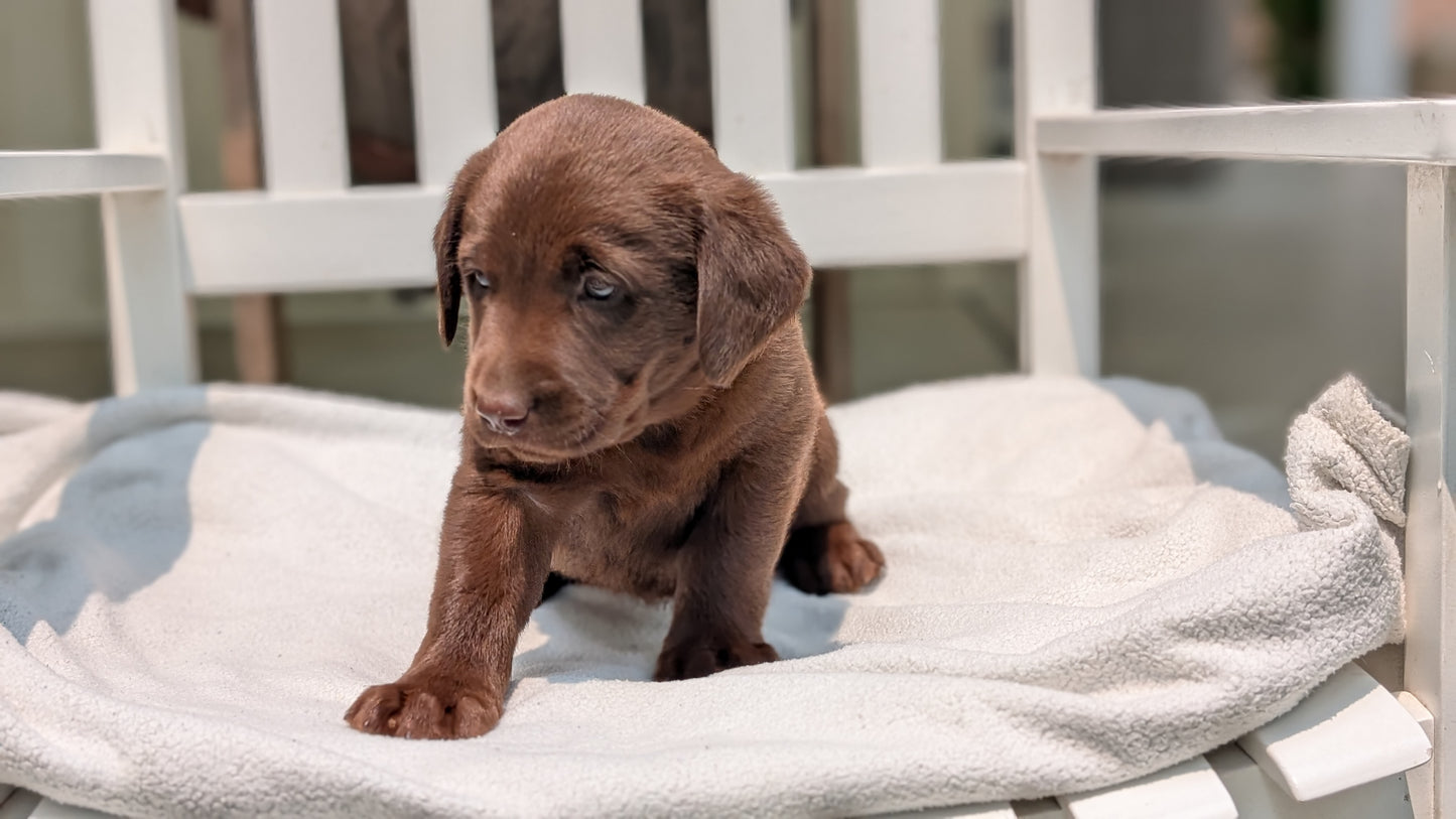 LABRADOR RETRIEVER (05/03) FEMALE