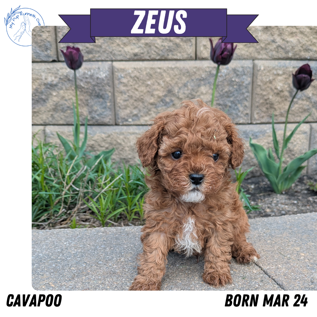 CAVAPOO (03/24) MALE