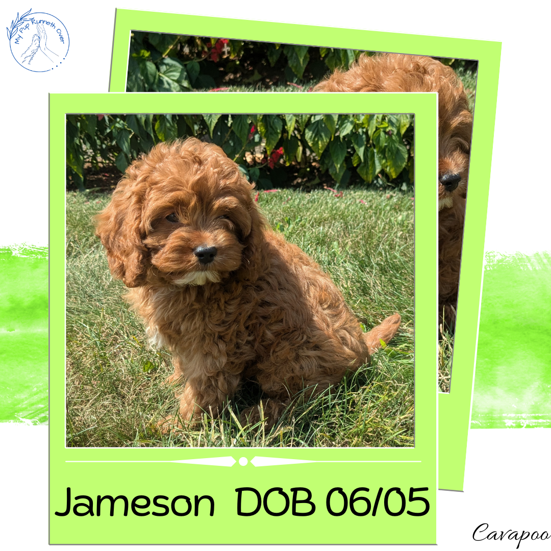 CAVAPOO (06/05) MALE