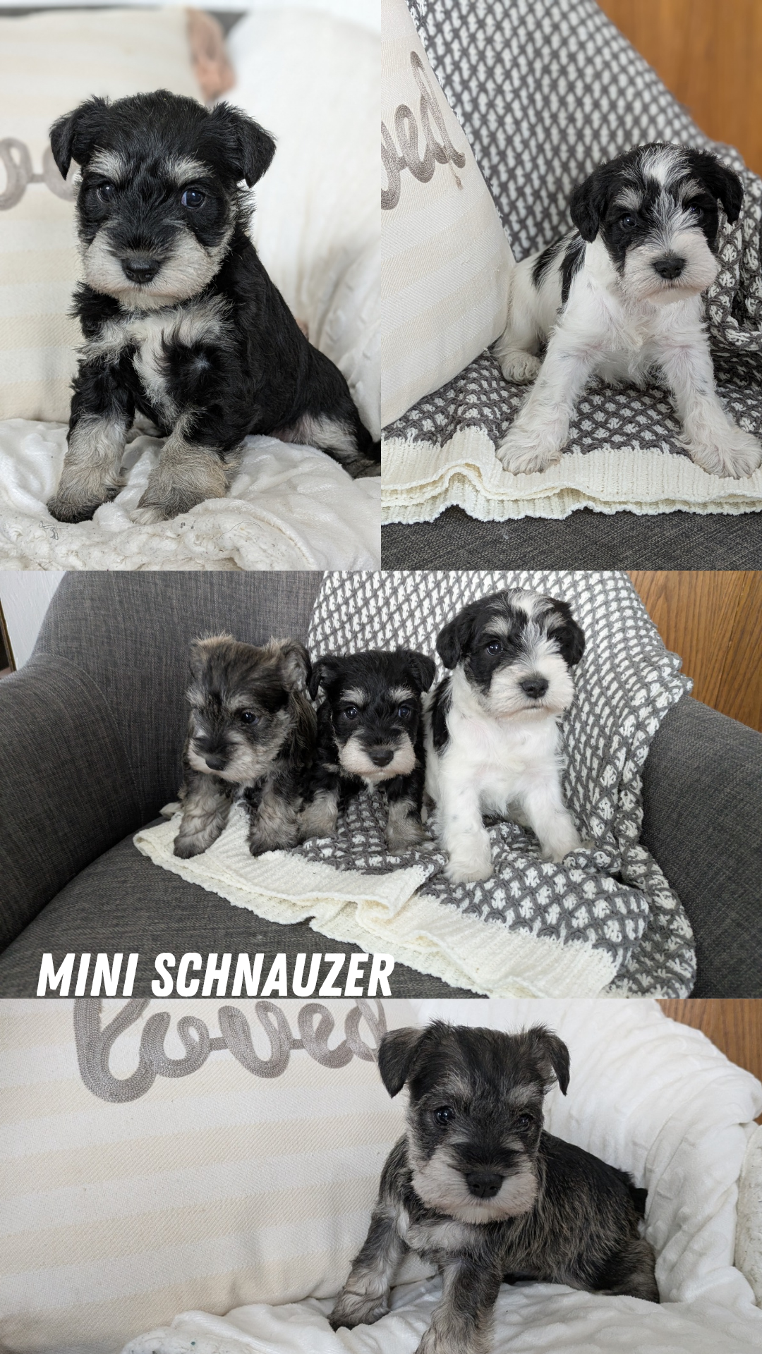 MINI SCHNAUZER (01/20) MALE