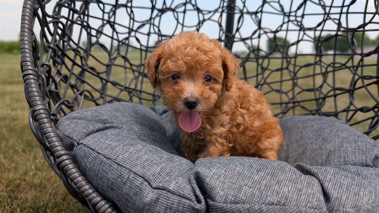 TOY POODLE (05/31) FEMALE