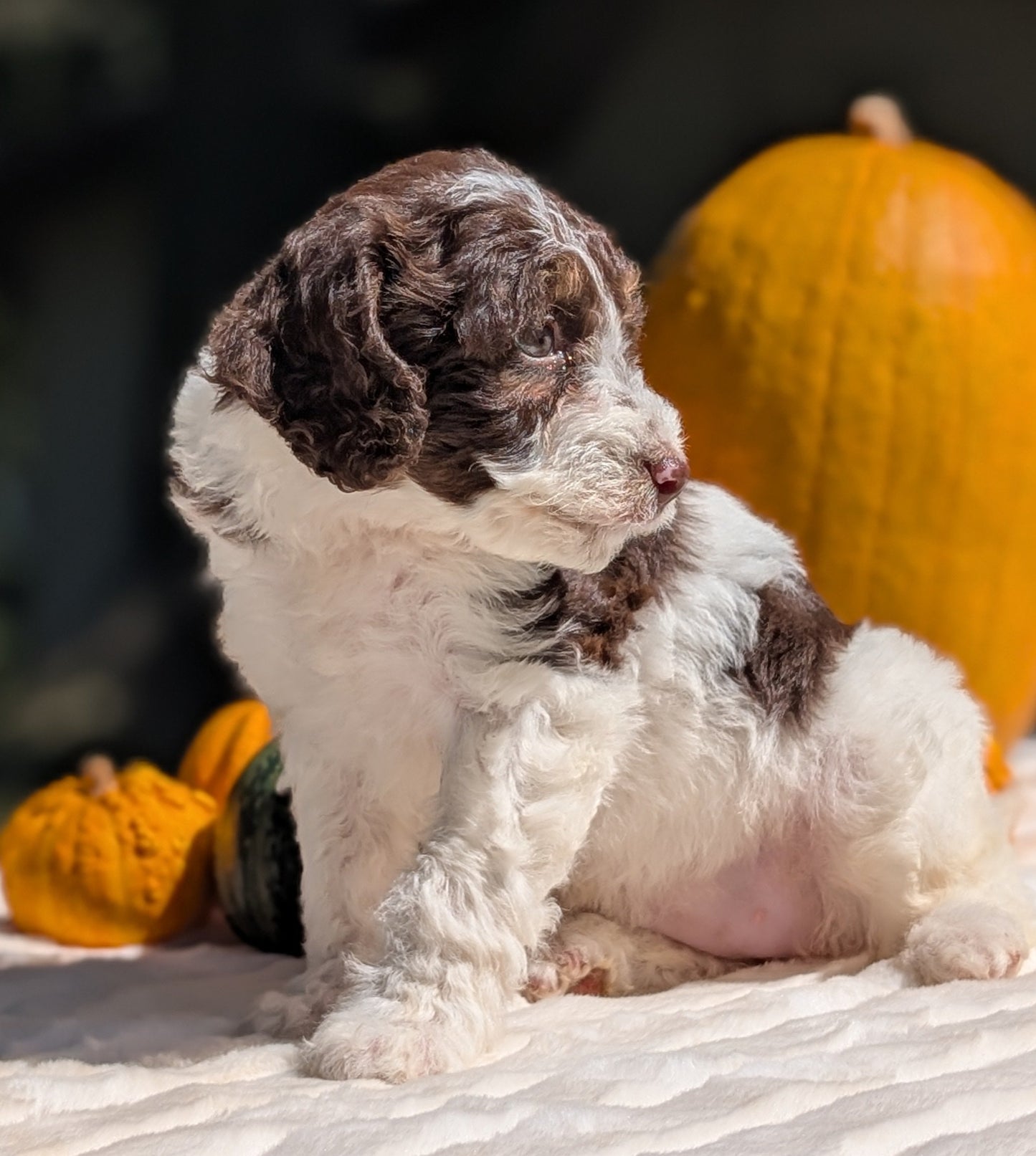 MINI BERNEDOODLE (07/25) FEMALE