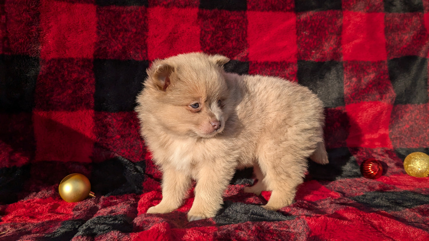POMERANIAM (10/01) FEMALE