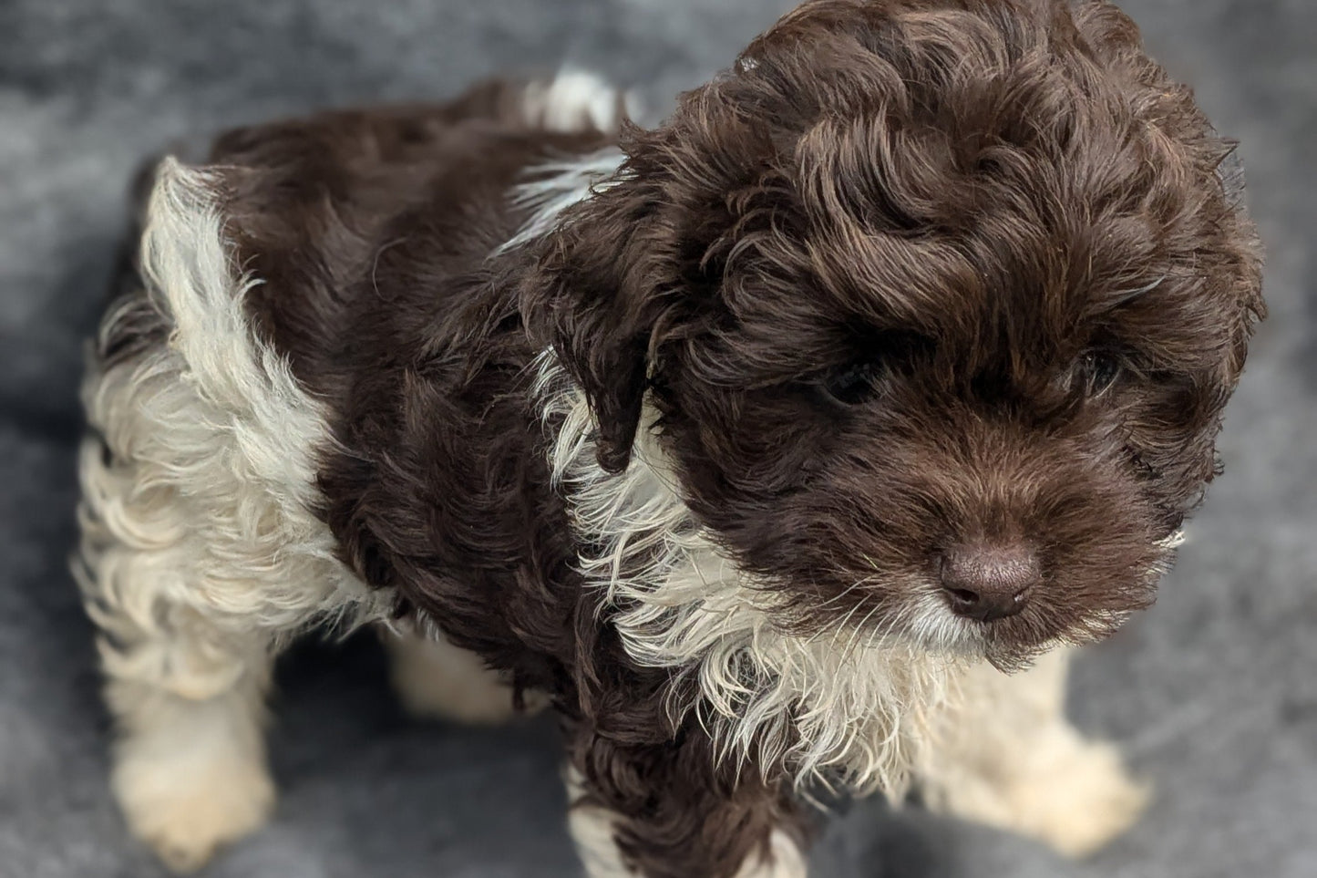 COCKAPOO (09/13) FEMALE