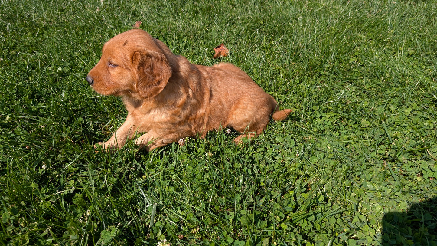 GOLDEN RETRIEVER (07/24) MALE