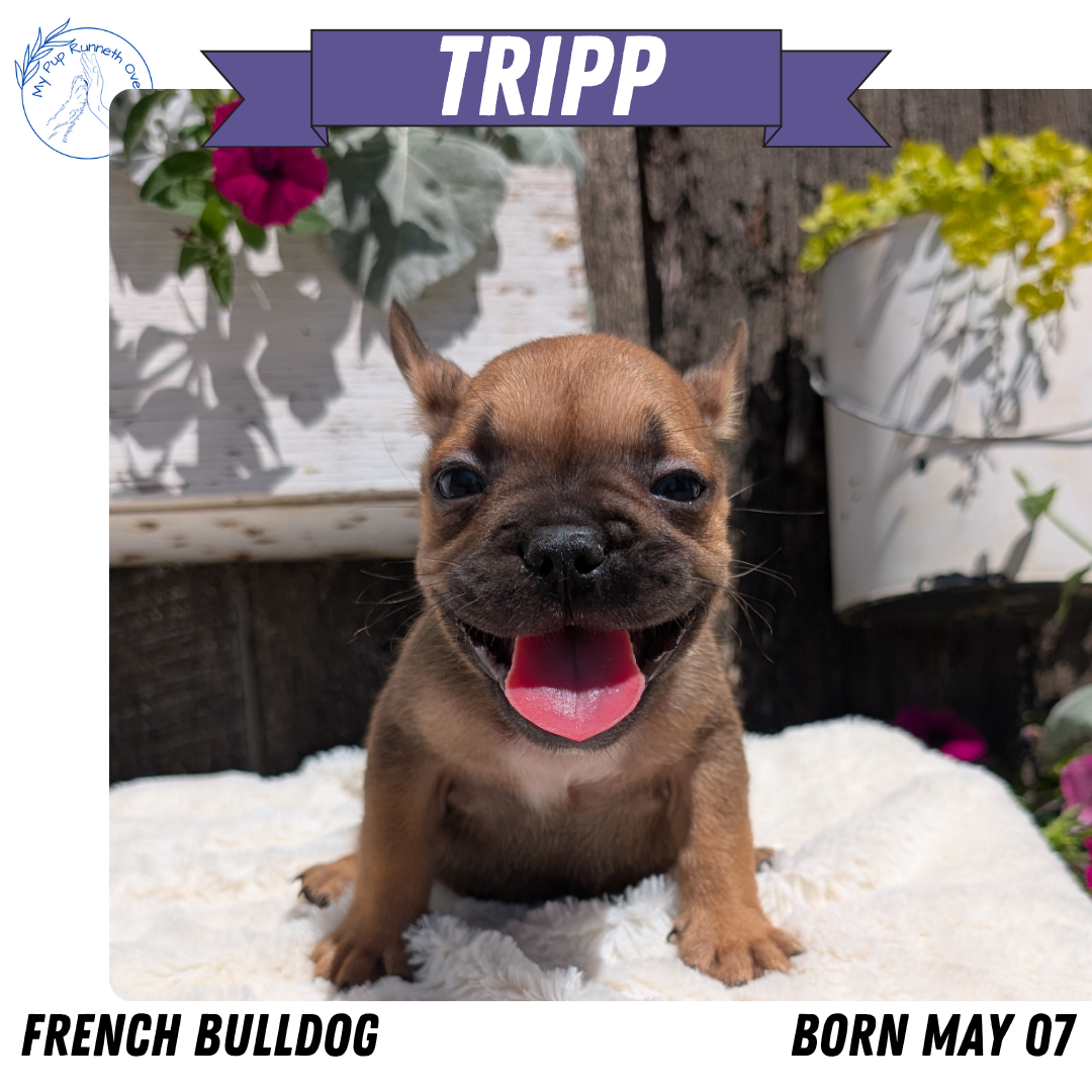 FRENCH BULLDOG (05/07) MALE