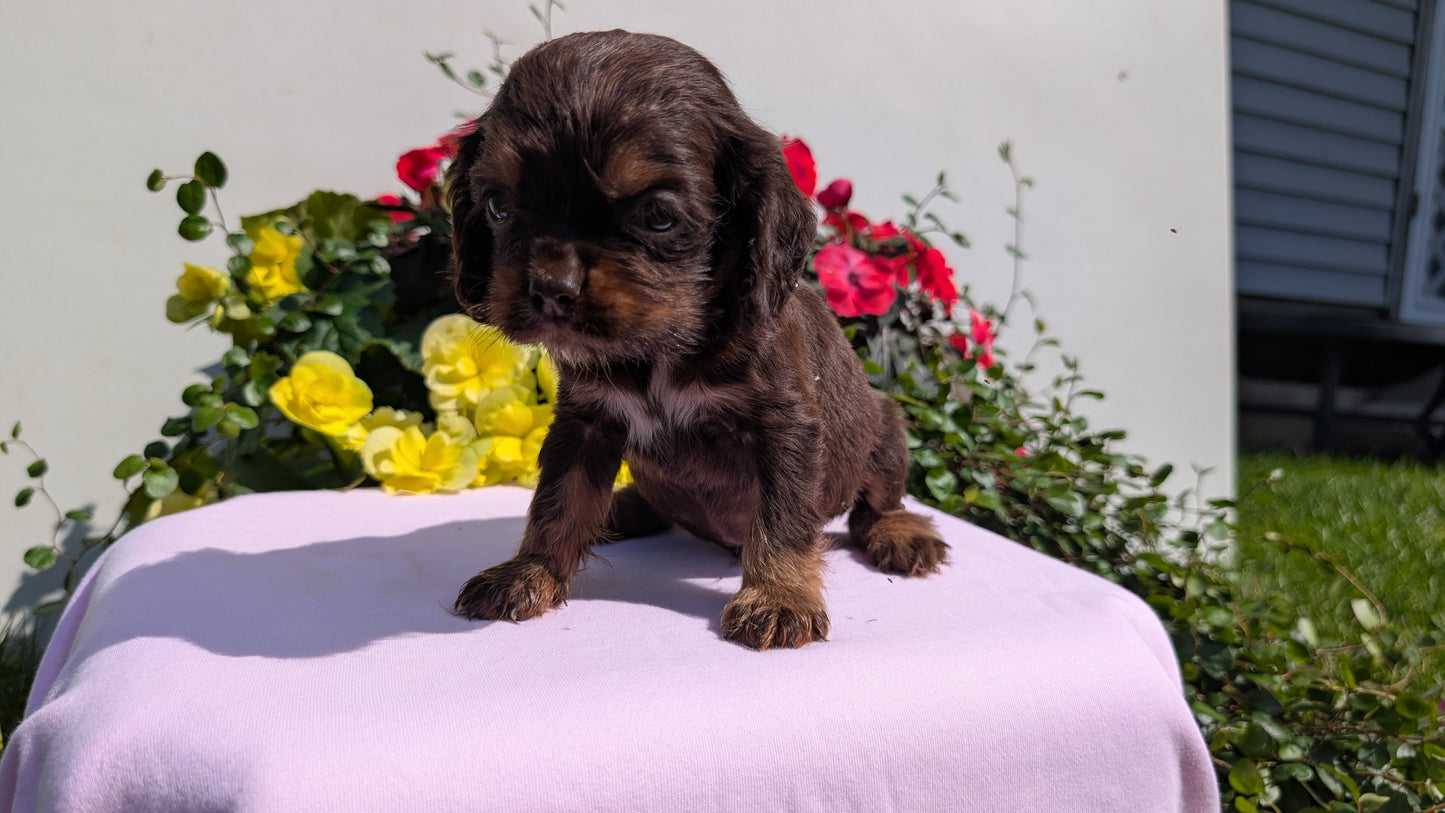 COCKER SPANIEL (07/16) MALE