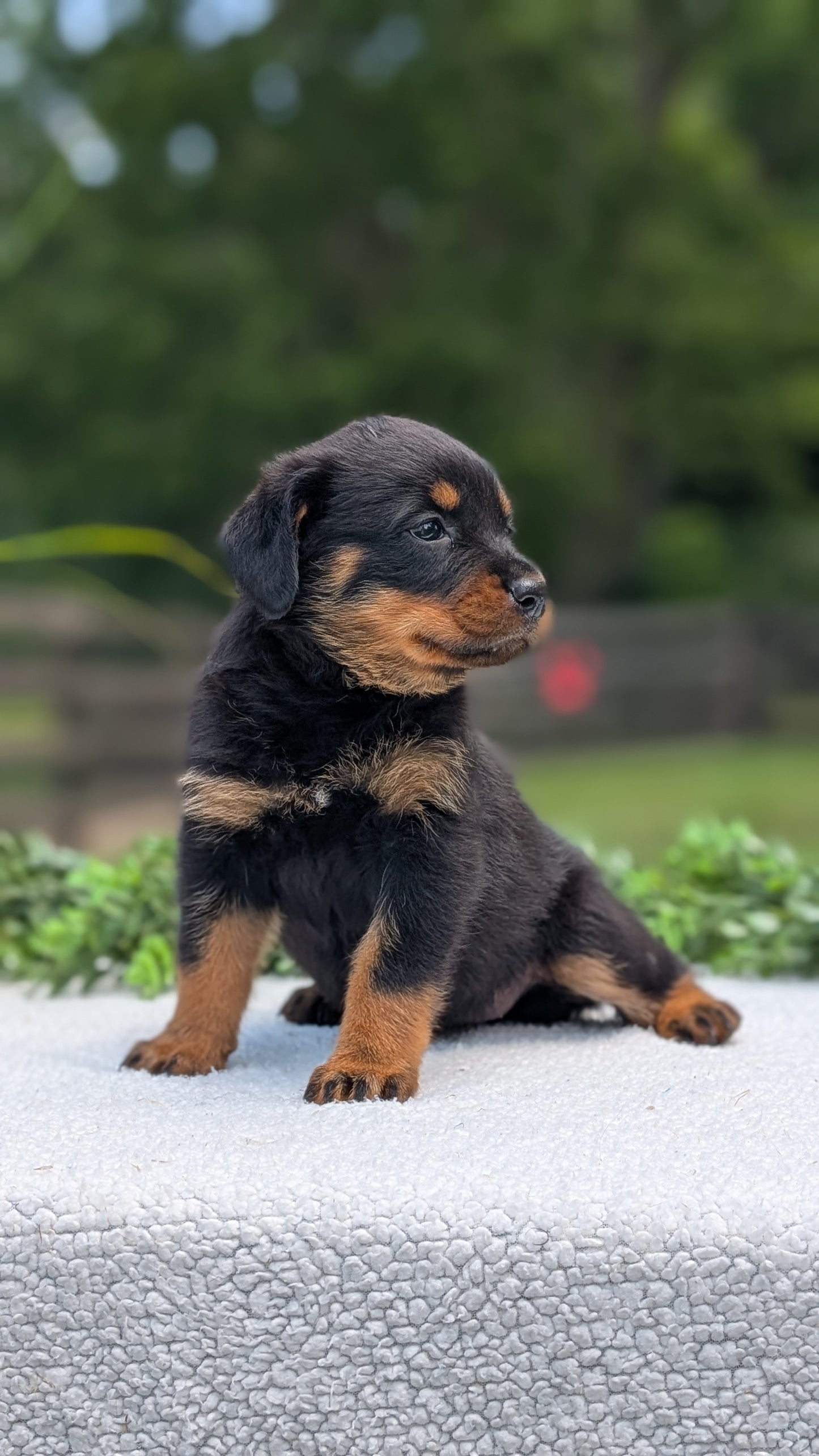 ROTTWEILER (05/28) FEMALE