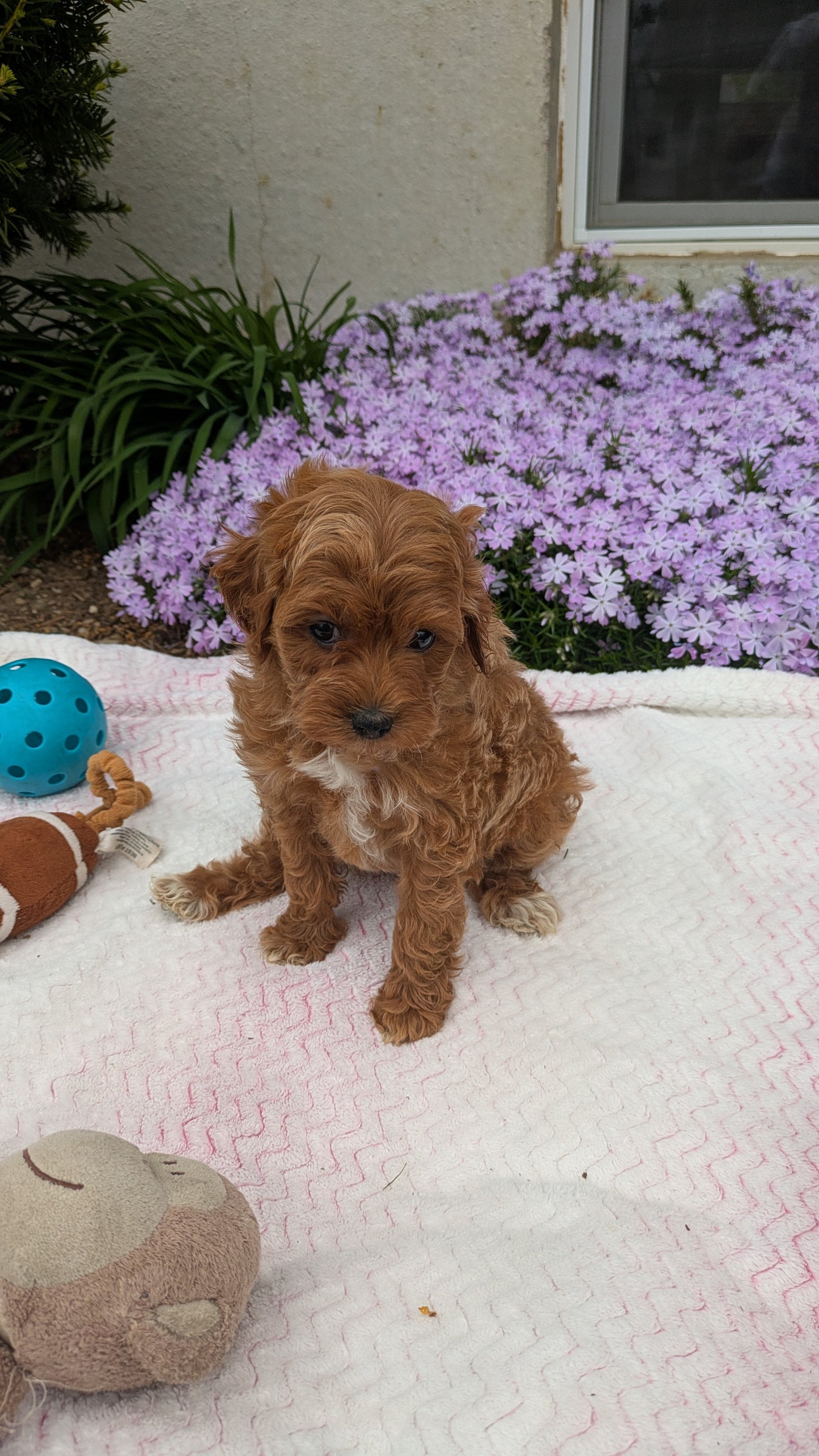 MALTIPOO (03/15) MALE