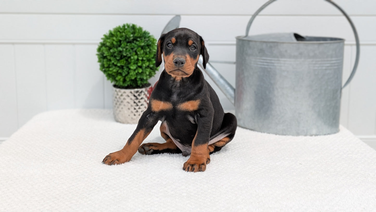 DOBERMAN PINSCHER (03/22) MALE
