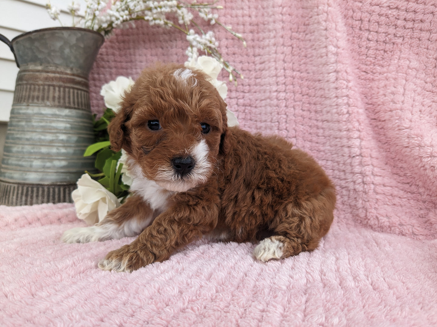MINI GOLDENDOODLE (03/20) FEMALE