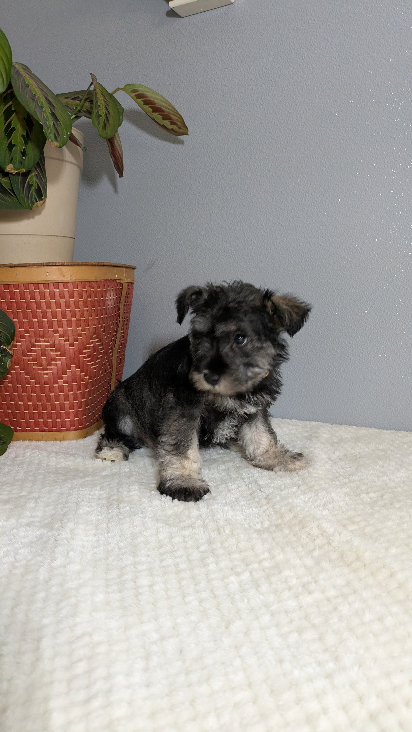 MINI SCHNAUZER (01/08) FEMALE