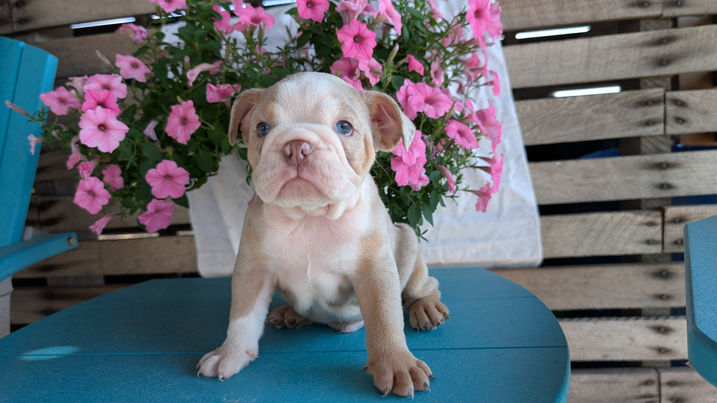 ENGLISH BULLDOG (06/30) MALE