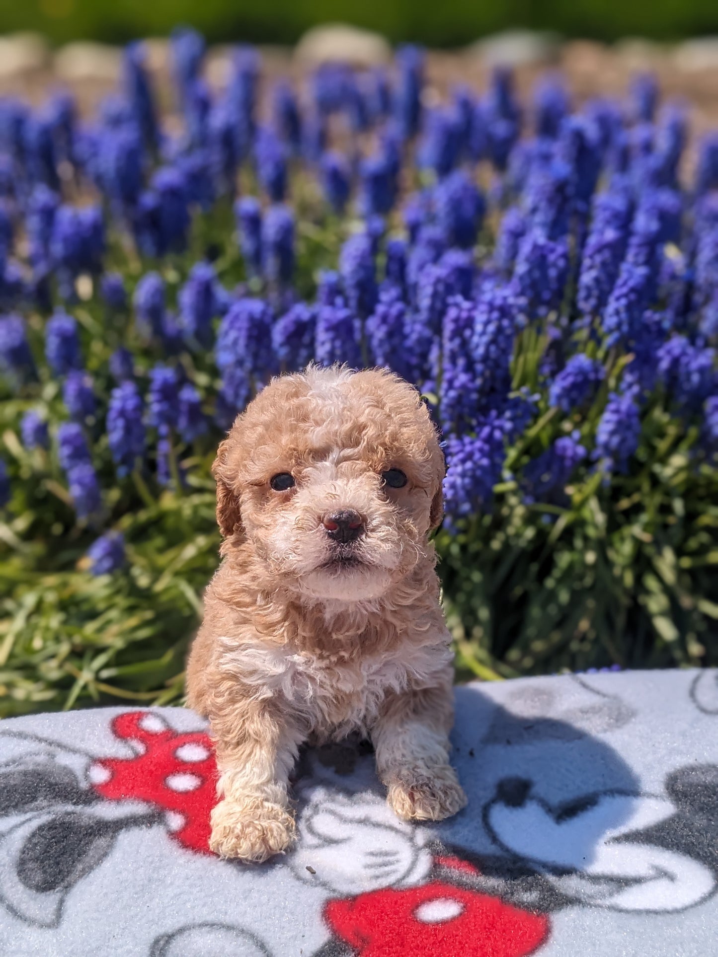 MICRO BERNEDOODLES (03/18) FEMALE