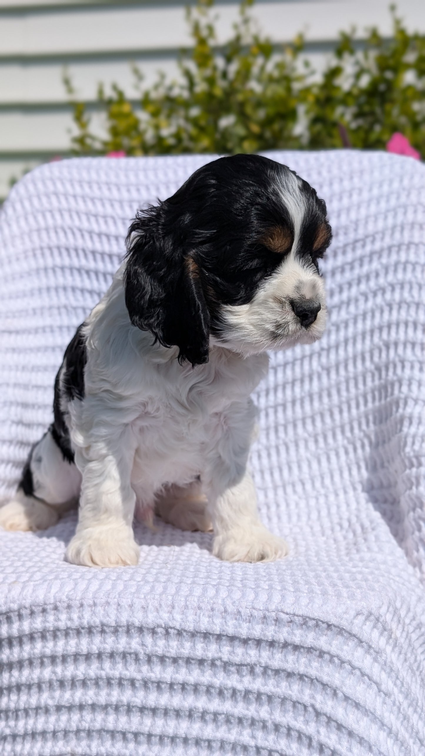 COCKER SPANIEL (07/17) MALE