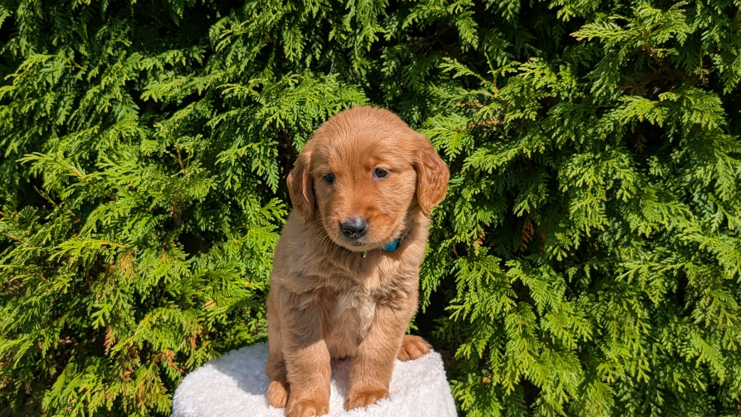 GOLDEN RETRIEVER (07/16) FEMALE