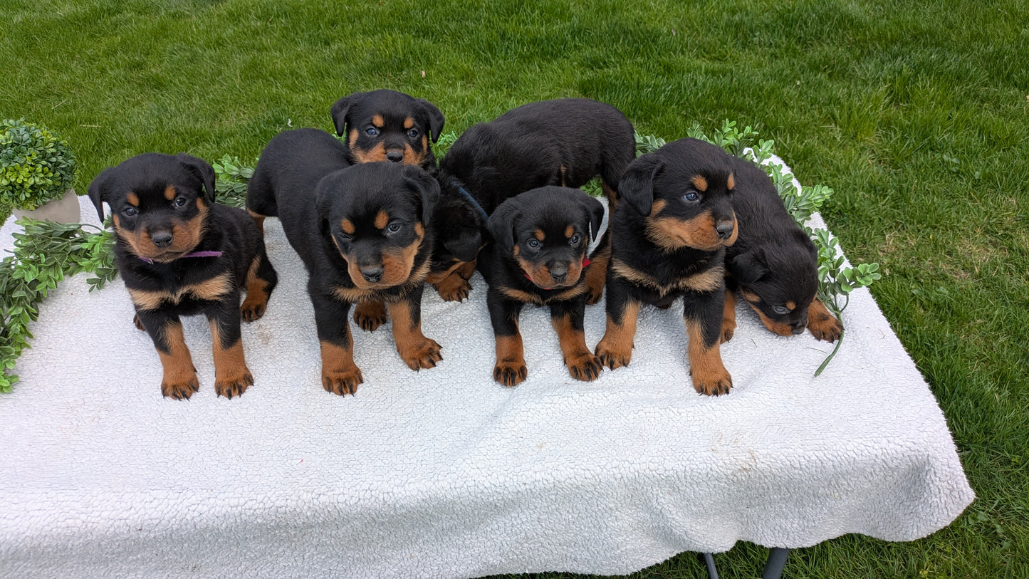 ROTTWEILER (03/18) MALE