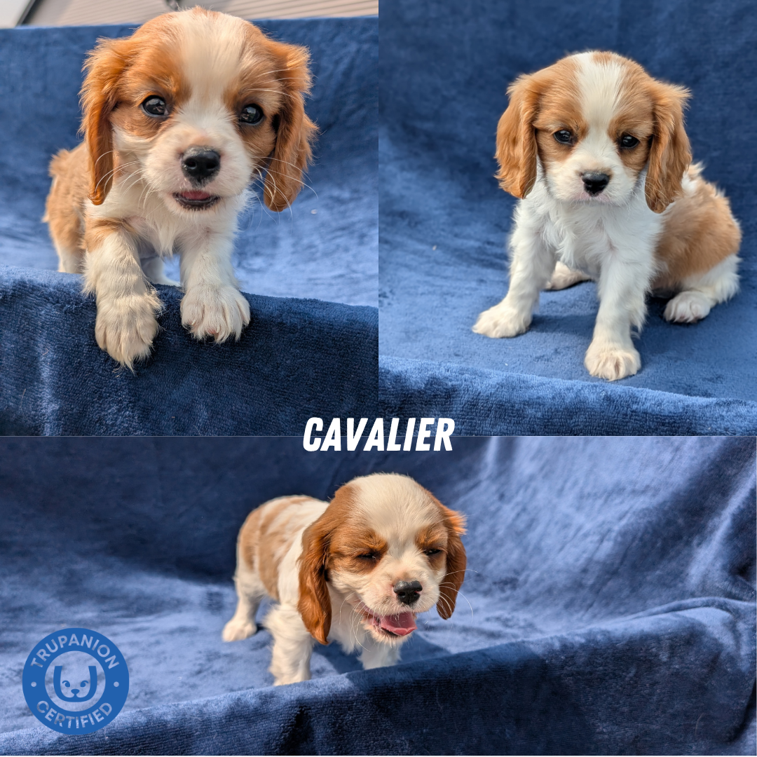 CAVALIER (05/19) MALE