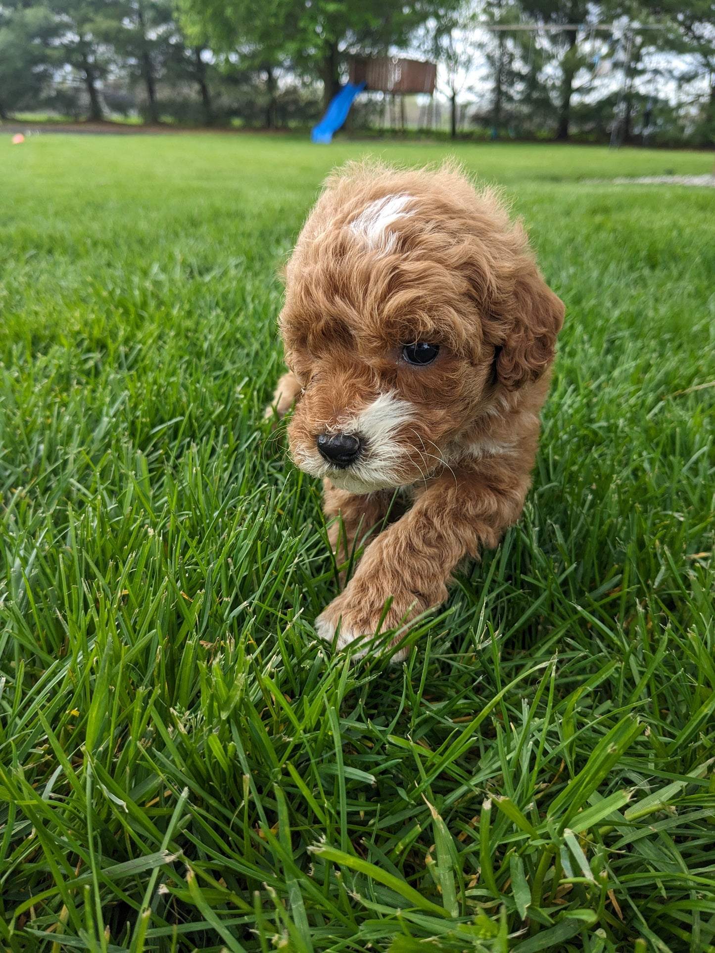 MINI GOLDENDOODLE (03/20) FEMALE